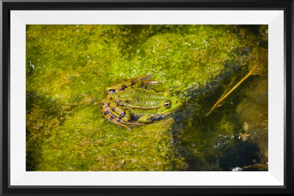 Grenouille par Graphineo